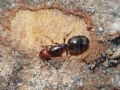 Crematogaster scutellaris